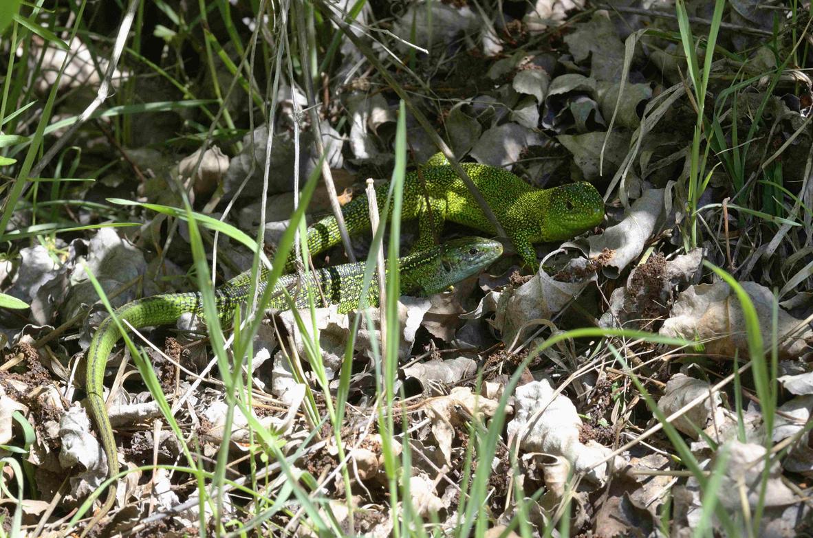 Ramarri  maschio e femmina, con attacco da Biacco